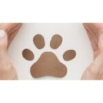 O caso da cadela Kim em Congonhas: uma história com final feliz que serve de alerta para evitar uma tragédia na Aviação Civil