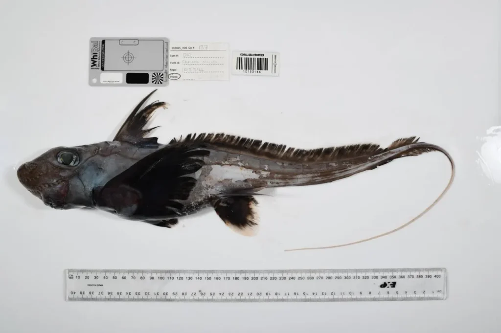 Cientistas identificam 1.121 novas espécies marinhas em uma única ano