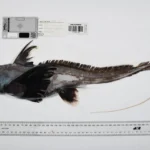 Cientistas identificam 1.121 novas espécies marinhas em uma única ano