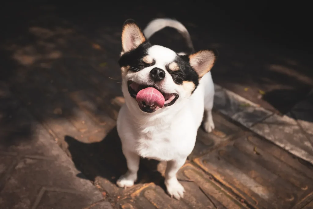 A expressão sorridente dos cachorros e a ciência por trás dela