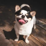 A expressão sorridente dos cachorros e a ciência por trás dela